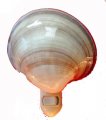 POLISHED VENUS MAXIMA SEASHELL NIGHTLIGHT