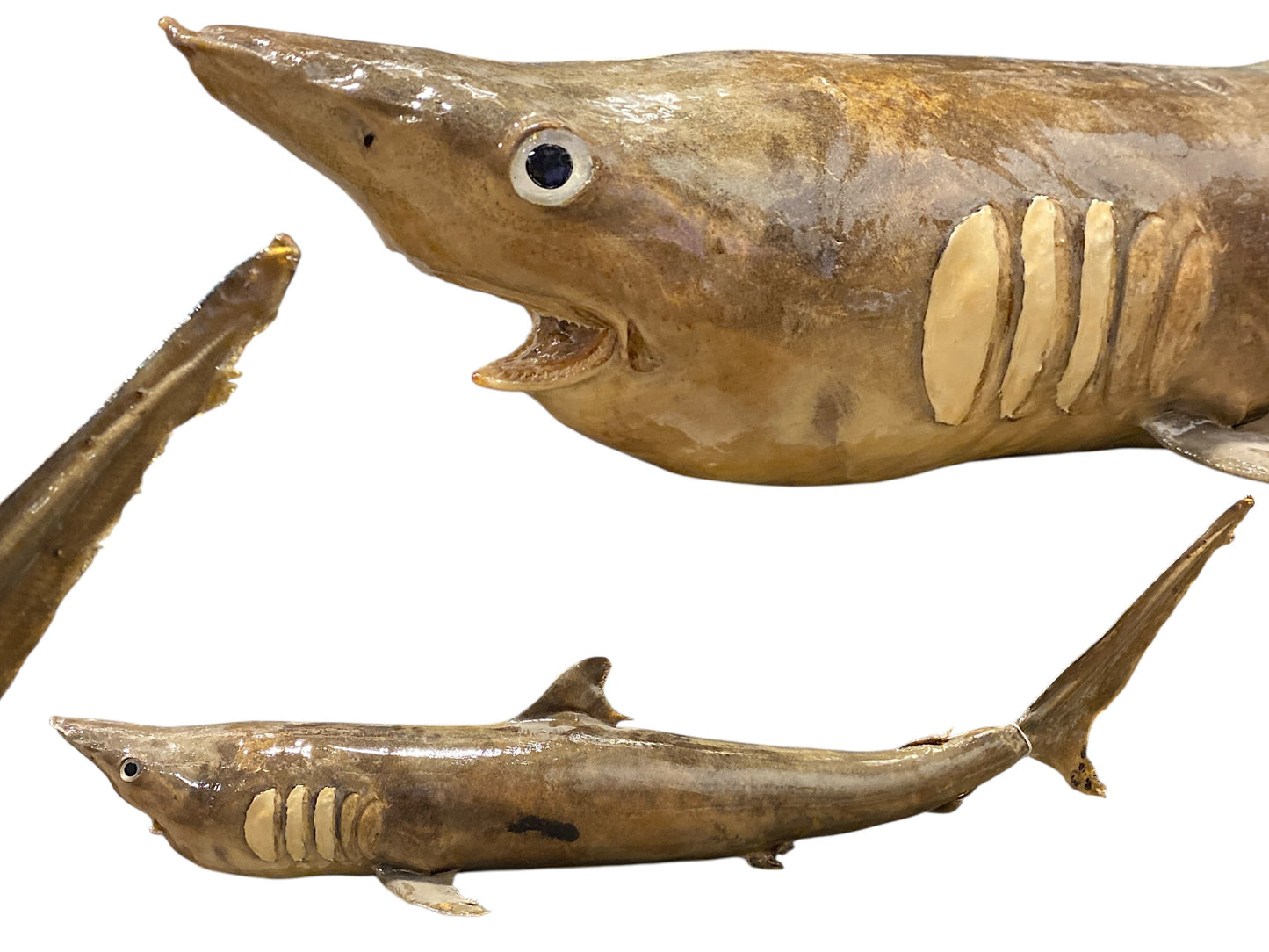 Whole Stuffed Nurse Shark - 30 - 35 inches - Philippines
