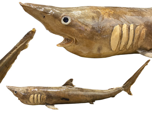 Whole Stuffed Nurse Shark - 30 - 35 inches - Philippines