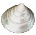 Pearlized Trochus - 1 - 2 inches - Philippines
