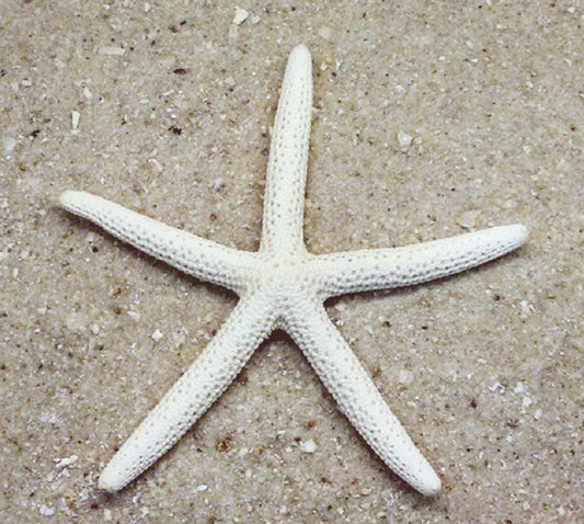 White Starfish - Bleached Bluey (2 - 3 inch)  - Linckia Laevigata - Philippines