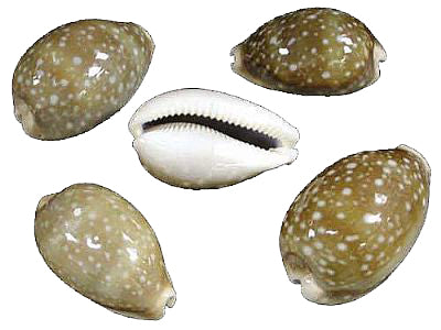 Deer Cowry - Macrocypraea Cervus - 2 - 3 inches - Cowries - Philippines