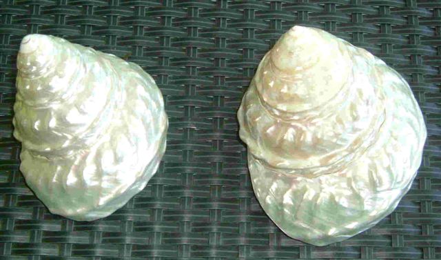 Pearlized Astrea Undosa - 3.5 - 4 inches - Mexico