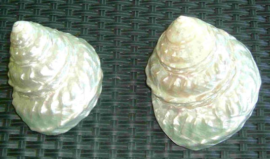 Pearlized Astrea Undosa - 3.5 - 4 inches - Mexico