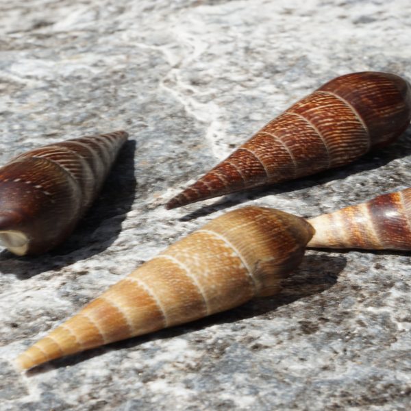 1 KG - Brown Terebra - Faunus Ater - Lava Snails - Black devil snail ...