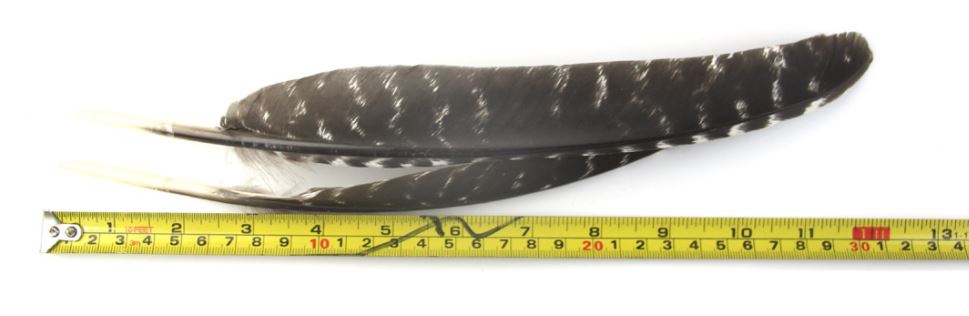 WILD TURKEY WING FEATHERS  Rounded -NATURAL 9.5 inch+  24cm+