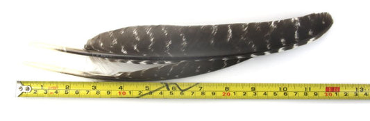WILD TURKEY WING FEATHERS  Rounded -NATURAL 9.8 inch+  25cm+