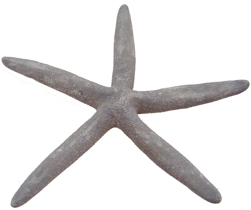 Natural Bluey 5 - 6 Inch Finger Starfish - Linckia Laevigata - Philippines
