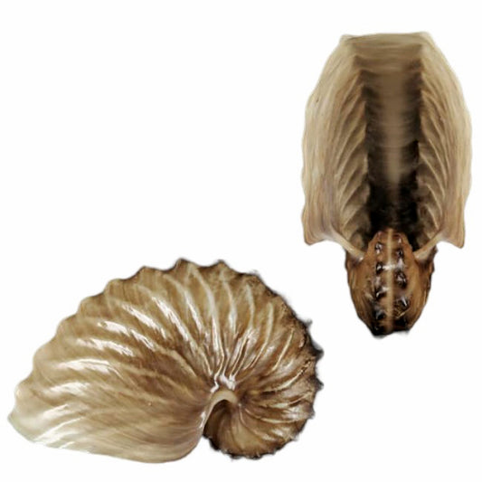 Argonauta Hians 2 inch+  Winged Argonaut - Philippines