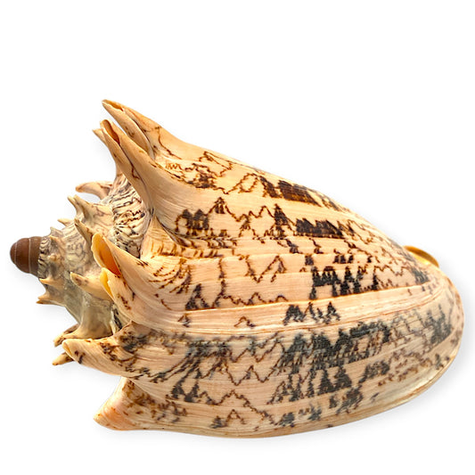 Voluta Imperialis Shells - 6 - 7 inches - Philippines