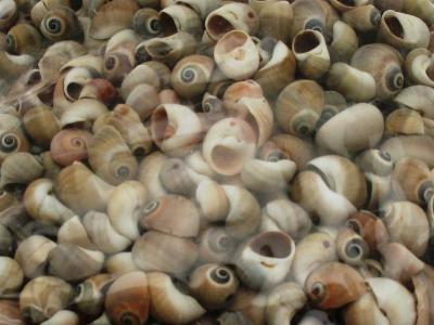 1 KG - Polinices Didyma - Whale eye - 1 inch craft shells
