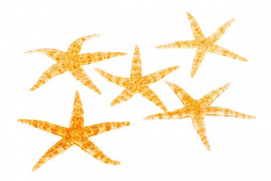 Philippine Starfish (0.5 - 1 inch)
