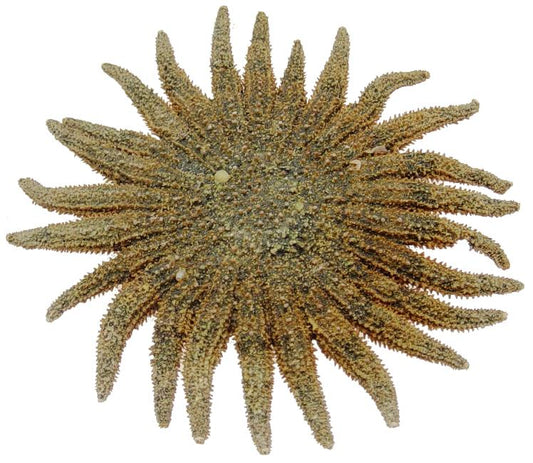 23 Legged Starfish (2 - 4 inches) Mexico