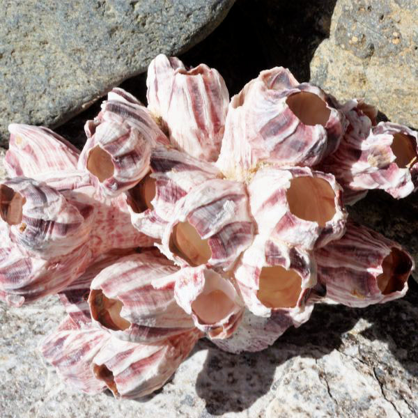 PURPLE GIANT BARNACLES - 10 inch + lepas psithacus (10 PER CASE)