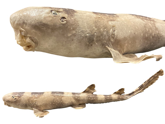 Spotted Bamboo Shark - 25 - 29 inches - Philippines