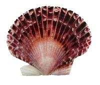 Natural Purple Pecten Scallop Shell Halves - 2.5"-3.5" inches - Philippines