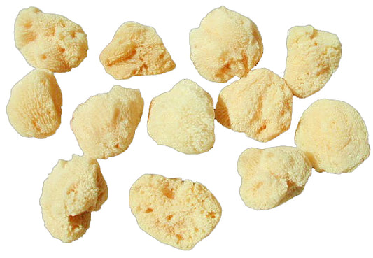 Sea Sponge 1 inch +  Cosmetic - Natural - Bleached - Philippines