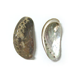 1 KG - Donkey Ear Abalone - Haliotis Asinina - 2 - 3 inches - Philippn ...