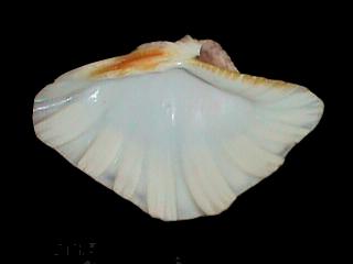 6.5  inch SYNTHETIC CLAM SOAP DISH