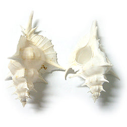 White Murex Alabaster - 4 - 6 inches from the Philippines