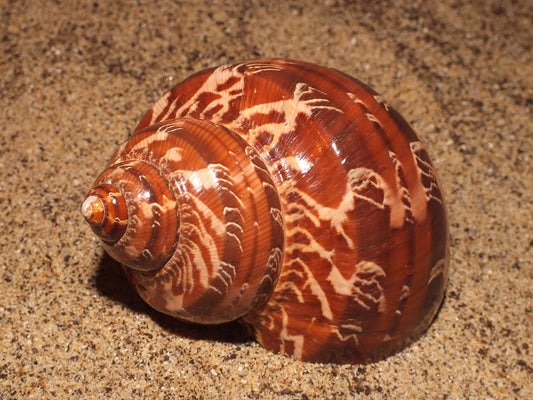 Polished Tapestry Turban - Turbo Petholatus - 2.5 inch - Philippines