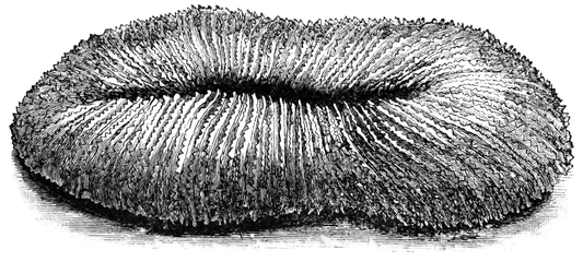 SLIPPER CORAL 9 - 12 inch - Philippines
