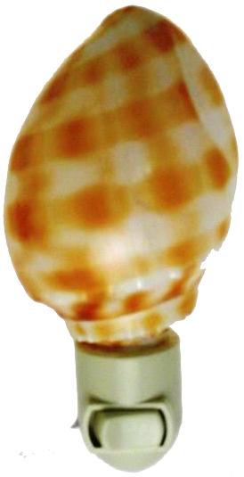 PHALIUM BANDATUM NIGHTLIGHT