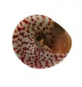 Polished Strawberry Troca - 1 - 1.5 inches