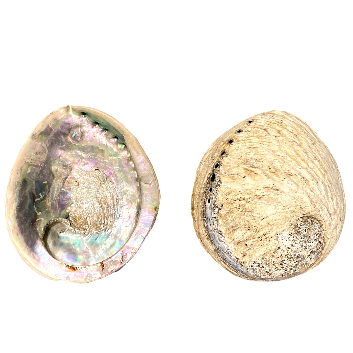 6+ inch - Midae Abalone - 15-16cm  - Haliotis Midae - South Africa - All Natural