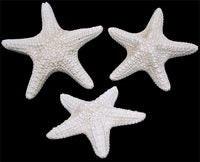 White Jungle Starfish - Bleached or Painted - (4 - 5 inch) Pentaceraster mammillatus