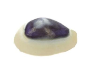 Purple Top Money Cowry - Cypraea Moneta Cowries - half an inch - NEW822