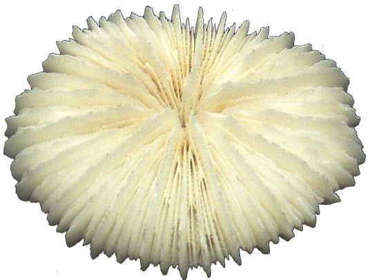 PKG/12 MUSHROOM CORAL 4 inch - Philippines