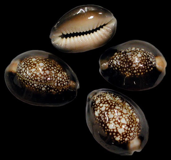 1 KG - Snakehead Cowry - Cypraea Caputserpentis - 1 inch - Cowries