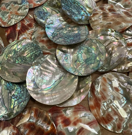 1.5 inch Red Abalone Shells - 35mm Polished Rounds - 2mm Thick - USA