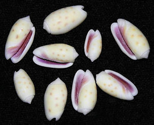 Oliva Tessalanta Shells - 20 - 25 mm - Olive Tesselata - Sharpe Shells Specimens
