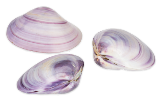 Polished Purple Clam Pairs -  1 + inch