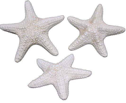 White Jungle Starfish (5 - 6 inches) Pentaceraster mammillatus