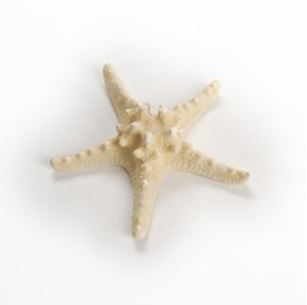 Bleached White Horned Starfish (2 - 3 inches) Choriaster Granulatus