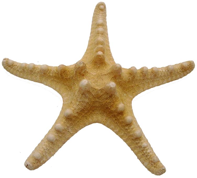 Horned Starfish (3 - 4 inches) Choriaster Granulatus