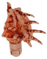 LAMBIS LAMBIS Seashell NIGHT LIGHT White fixture