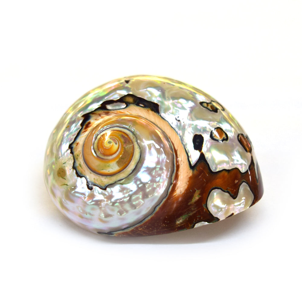 Turbo Sarmaticus Polished - 3 inch + - Philippines