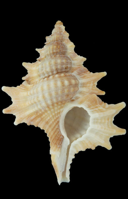 Ranellidae - Biplex Perca - 30 mm - Maple Leaf Shells - Triton Family