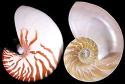 Split Natural Nautilus Shells - 2 Pieces - NAUTILUS POMPILIUS - 6 to 7 inches - Philippines