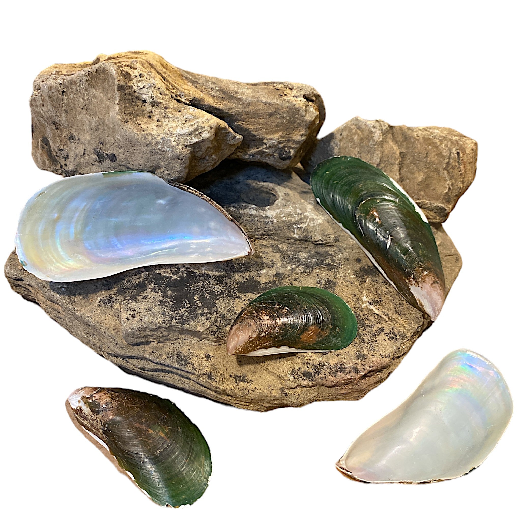 1 KG - Large Philippine Mussel Shells - Mixed sizes averaging 3 - 4 in ...