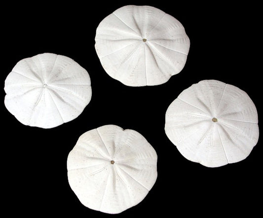 Star Sand Dollar - 1.5 - 2.25 inch - Philippines