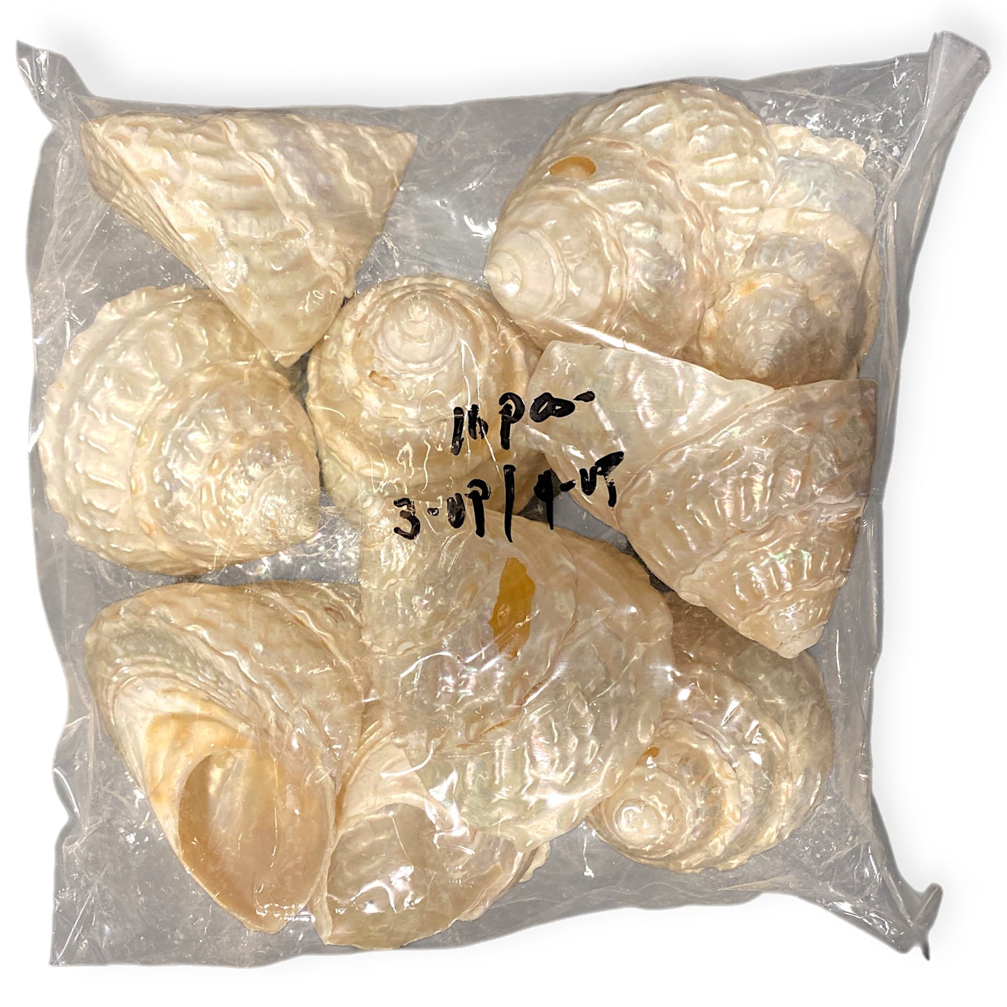 Astrea Undosa Seconds Pearlized 3-4 inch - Philippines