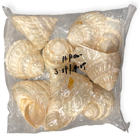 Astrea Undosa Seconds Pearlized 3-4 inch - Philippines