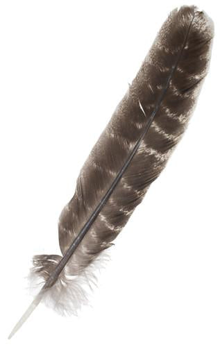 WILD TURKEY WING FEATHERS  Rounded -NATURAL 8 inch+ 20cm+