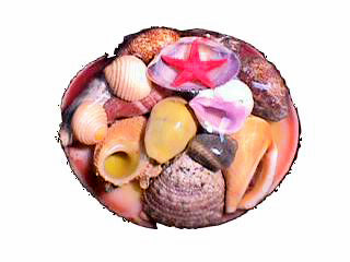 PK/12 3 inch CODAKIA TIGRINA SHELL PACKS