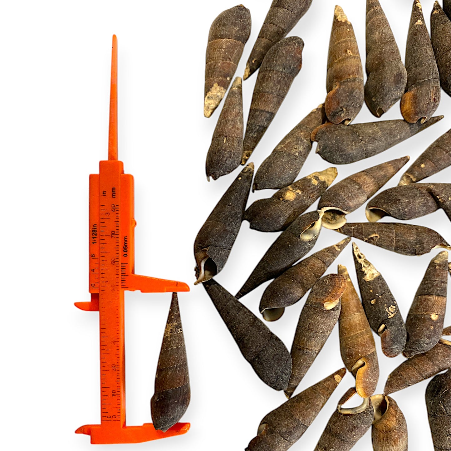 Black Terebra Seashells- 2 to 2.5 inches average - 1 KG bag - Product of the  Philippines